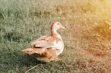 musk or indo duck on a farm in nature outdoor on grass. breeding of poultry in small scale domestic farming. adult animal female brown white duck walking in open henhouse backyard. flare