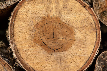 Naklejka premium Close up background texture wood. Wood chips. Felled trees. Wooden circles and old lines