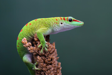 Male Day Gecko (Phelsuma) from Madagascar are territorial. He will attack other males if enters his territory. Only female Gecko are allowed into the territory.
