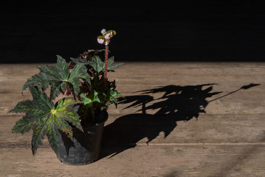 Beautiful blooming begonia heracleifolia aka star leaf begonia with contrasted green leaves isolated in bright light on dark background