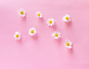 Daisy flower on a delicate pink background. Spring background. Mother's Day Gift