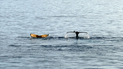 Obraz premium Two different flukes of humpback whales.