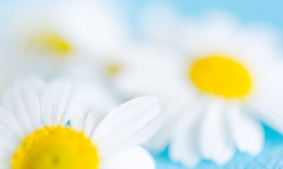 Fototapeta premium white chamomile flower on blue background, blurred floral background