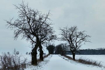 Winter morning, snow coating nature