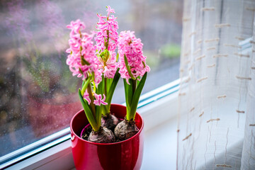 Pink hyacinth blooms in a flowerpot in the apartment on the window sill. Selective focus