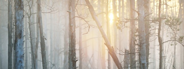 Panoramic view of the majestic forest park. Fog, soft light. Idyllic landscape. Nature,...