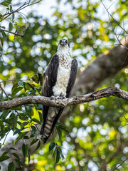 Seeadler