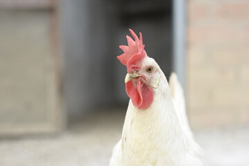 Hen portrait in the corral of a rural farm with unfocused background.