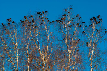 Black birds on the tops of birch trees against the blue sky