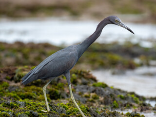 Blaureiher