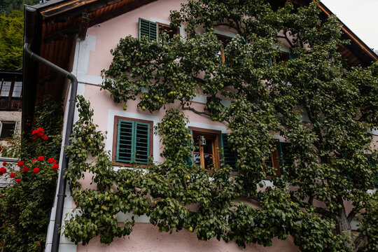 Hallstatt, Austria, 27 August 2021: Colorful scenic picturesque town street at summer day, oval wooden door, pink traditional house with green shutters, apear tree with fruits weaves along facade