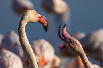 Fototapeta premium Portrait of two pink flamingos making a nuptial parade in a pond of Pont de Gap, Camargue