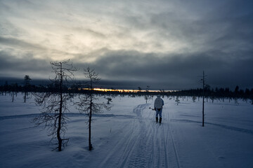 Hunting in Sweden. Winter hunt for capercaillie also called capercailzie or wood grouse. The hunter must move silently across the snow on skies and stop often a scout the land with binoculars. 