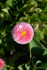 English daisy Pomponette