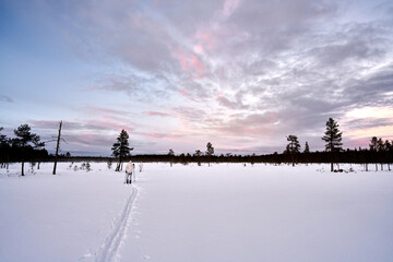 Sunset in the Swedish forest in the middle of winter.  It is cold and snow but the cross country skiing is great.