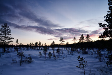 Sunset in the Swedish forest in the middle of winter.  It is cold and snow but the cross country skiing is great.
