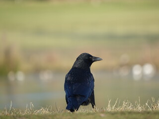 carrion crow (Corvus corone) stood beside lake in open parkland during UK wintertime