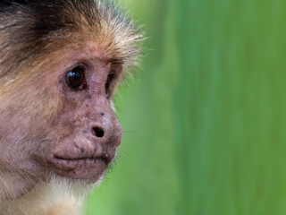 Kapuziner Affe