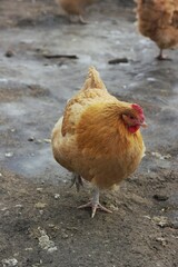 chicken in the farm