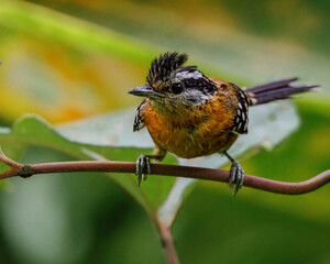 A tiny bird perched on a tree branch