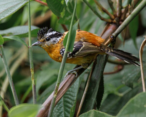 A tiny bird perched on a tree branch