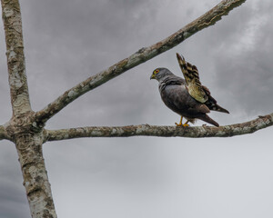 A small hawk perched on a tree branch