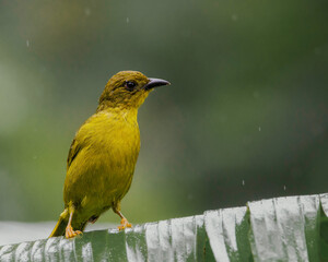 A yellow bird perched on a banana leaf