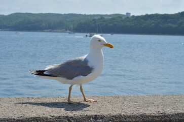 Fototapeta na wymiar Seagull on the wall against the background of the Baltic Sea in Gdynia