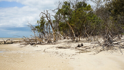 Dead trees on the sandy beach at high water mark, Woodgate, Queensland, Australia 