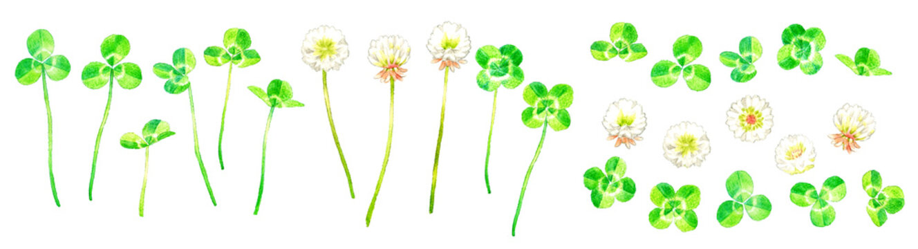 5 097 Best シロツメクサ Images Stock Photos Vectors Adobe Stock