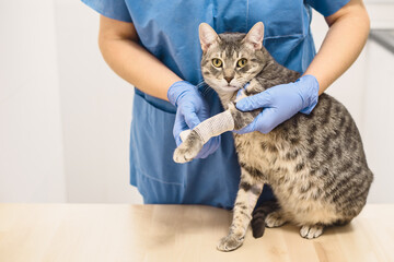 Veterinarian doctor bandaging the injured leg of a cat - Powered by Adobe