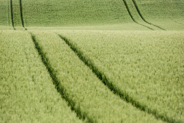 The tracks left by the passage of an agricultural machine in the field of green cereals left deep trenches