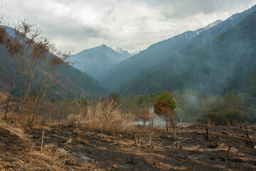 Deforestation and degradation of natural forests for starting monoculture plantation