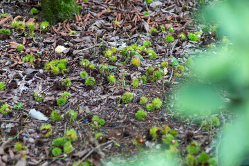 Young green rambutans fall to the ground from rainstorms. Summer storms destroy rambutan fields and crops in Thailand.