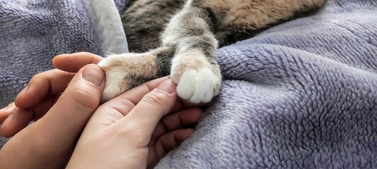 Female and male hand hold a cat by the paws, love concept, world cat day, sleeping cat