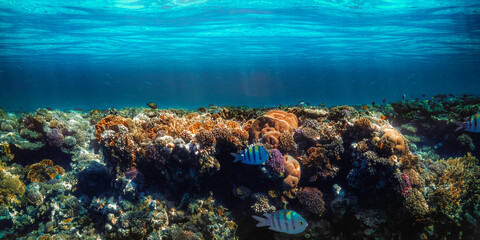 Fototapeta na wymiar underwater coral reef on the red sea
