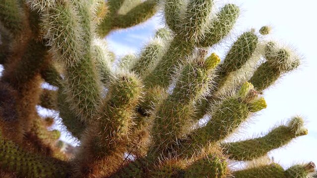 Arizona cacti. Teddy bear cholla (Cylindropuntia). Different types of cacti in the wild in a desert landscape.