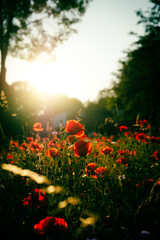 Field with poppies at sunset