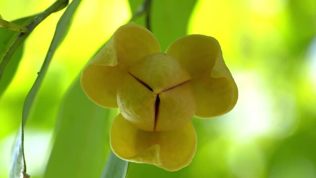 Yellow Rumdul flower or White Cheese wood over green natural Blur background, Kingdom of Cambodia or White Cheese wood blooming with fragrant smell on a beautiful tree.
