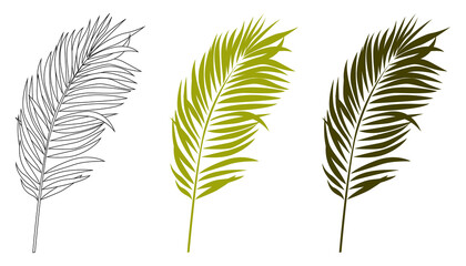 Palm leaves. Tropical leaves. Green palm leaf on a white background. Floral background.