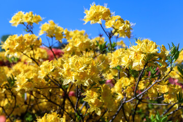 Floral background with azalea or rhododendron plant