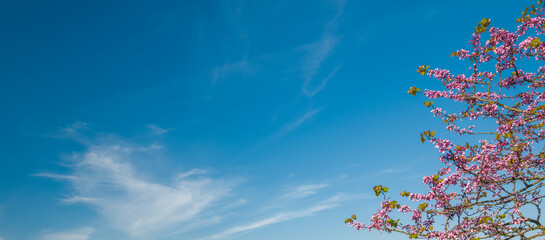 Spring sky background. blue sky and redbud flowers