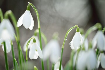 Blooming forest meadow, white Galanthus (snowdrops) flowers close-up. Early spring in Europe. Pure nature, environmental conservation, ecology, landscaping, gardening, perfume. Peace and joy concepts