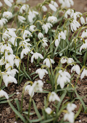 White snowdrop flowers, close up, above view.