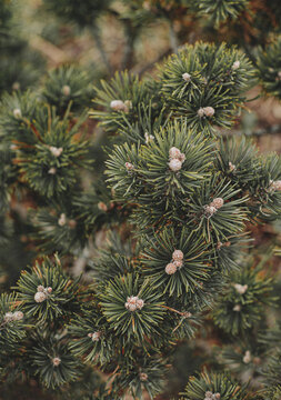 New growth of pine tree, close up image. 