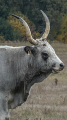 Obraz premium bull in the woods