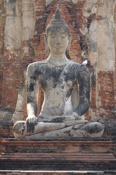 Buddha statue with small bird resting on the shoulder (vertical image) at Wat Mahathat temple, Ayutthaya, Thailand