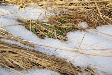 in the tall dry grass lies snow that has begun to melt