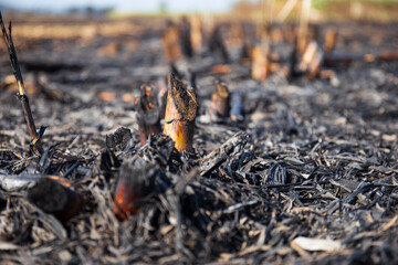 Burn the black sugar cane fields as charcoal for the next planting.