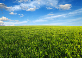 Fototapeta premium green field and clouds